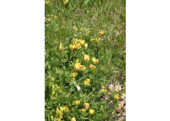 Kopf-Zwerggeißklee (Chamaecytisus supinus) - © Emanuel Trummer